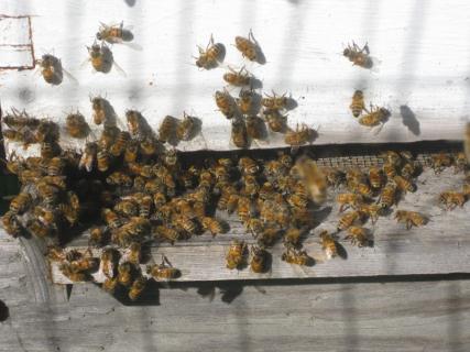 Description: U:\Photos\Bees Goats Hills\IMG_2111.JPG